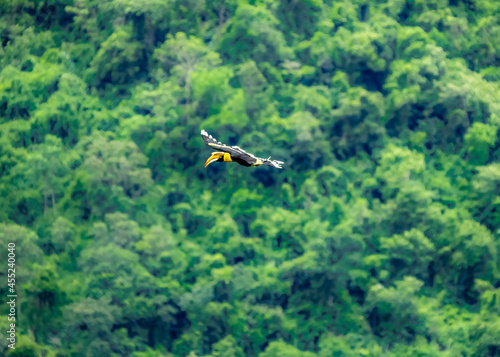 flying hornbill to find food in the valley