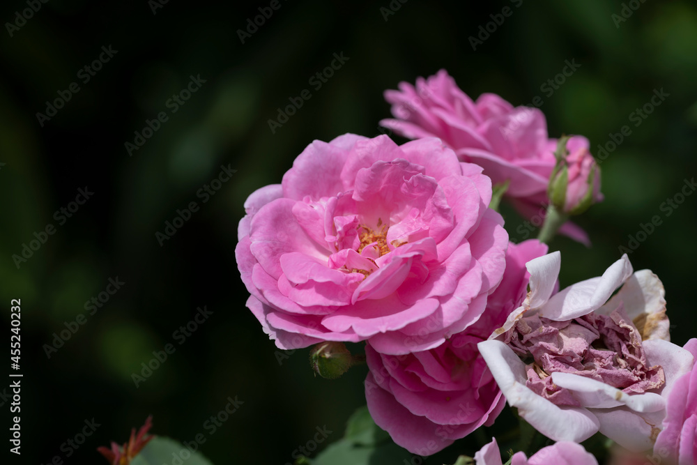 Close up Pink of Damask Rose flower with blur background.