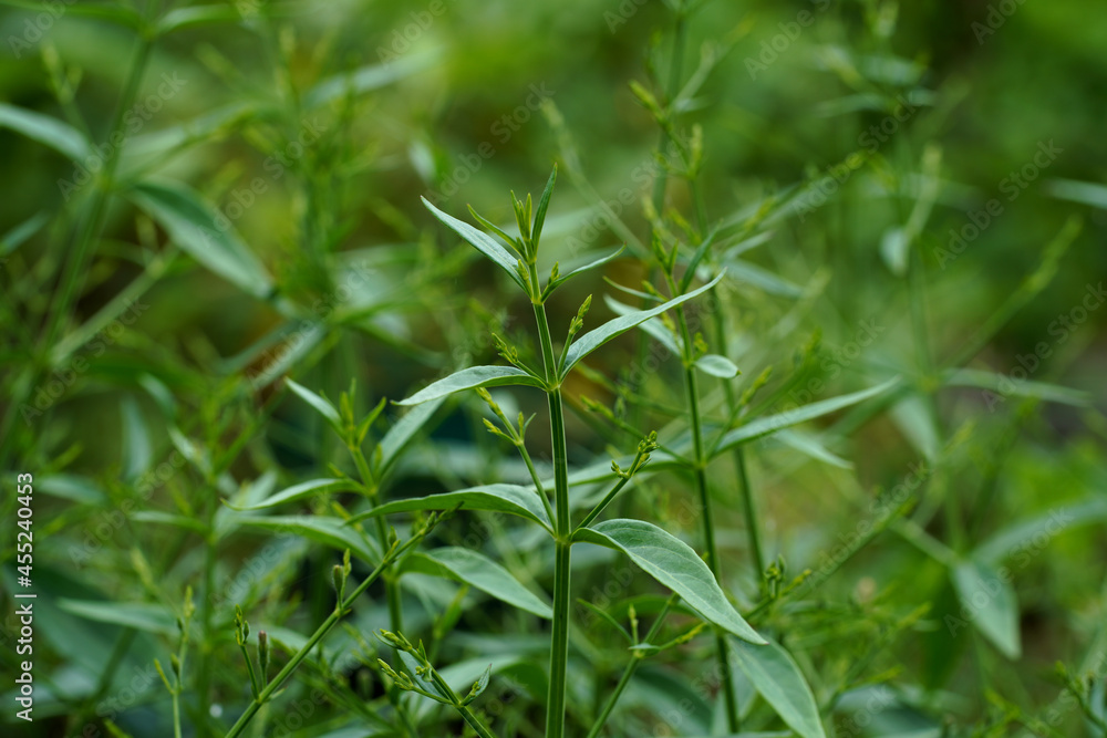 Close up of Kariyat or The Creat plant.