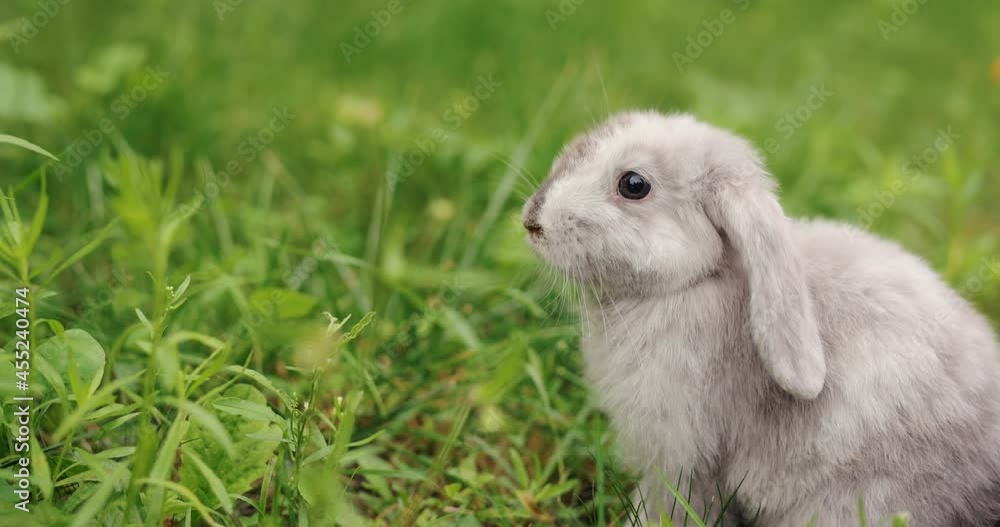 Lop-eared cute rabbit sitting in a grass slow motion Lop-eared cute rabbit sitting in a grass slow motion