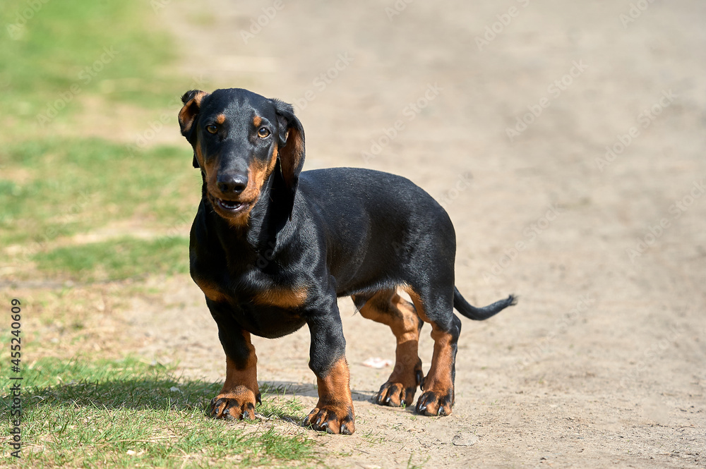 The dachshund dog is standing on a dirt road