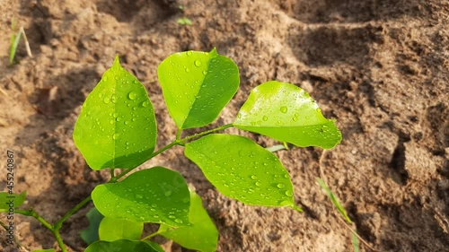 Millettia pinnata leaves in morning time. It is a species of tree in the pea family,Fabaceae,native to eastern and tropical Asia,Australia and Pacific islands.It also has a name Pongamia pinnata. photo