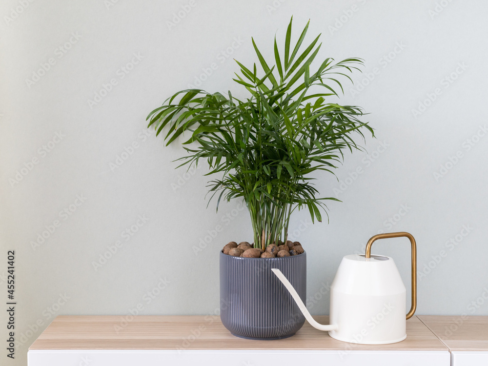 Fototapeta premium Potted green plant, parlor palm (Chamaedorea elegans) and watering can in home interior. Home decor and gardening concept.