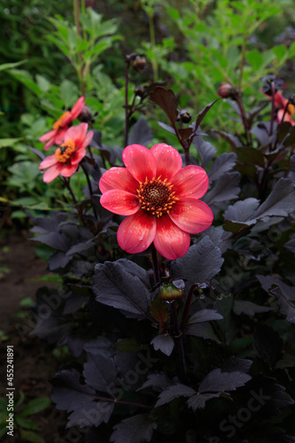 Blooming dahlia of the  Dahlegria Tricolore  variety - salmon-rose and lilac pink flowers with a deep red centre and the dark bronze foliage