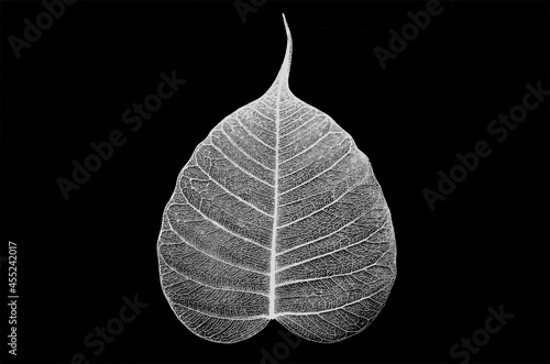 White vein pattern details of Bodhi leaf on black background photo