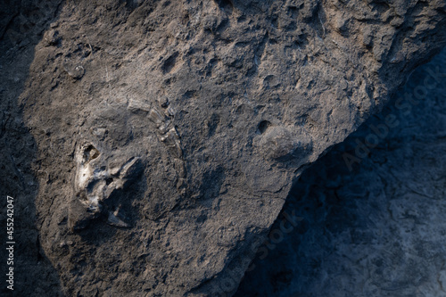 Versteinerter Ziegenkopf / Archäologie