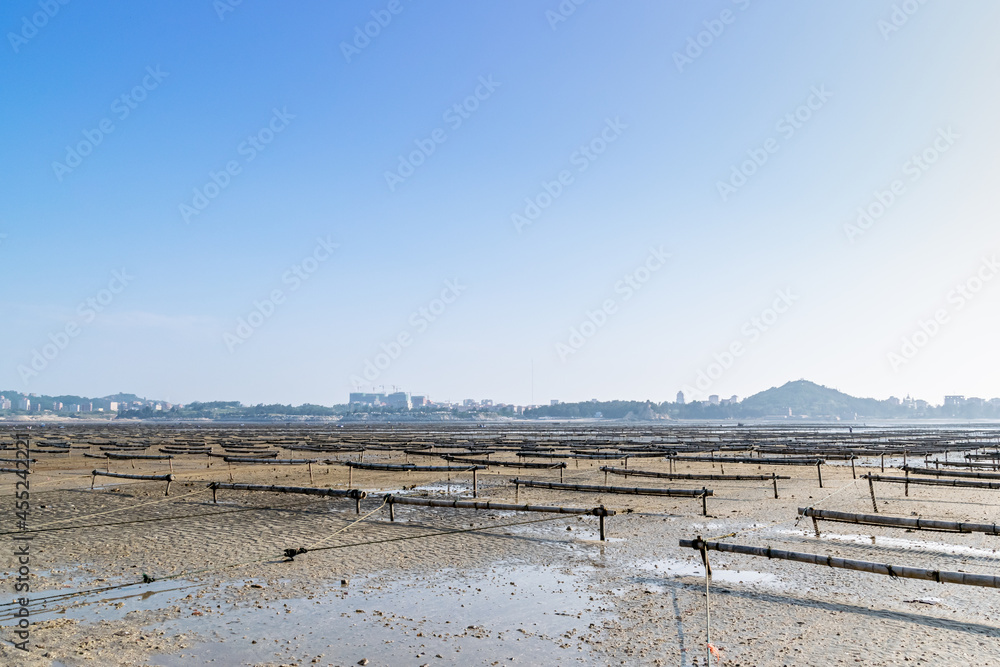 Under the blue sky, the lines and textures of bamboo rafts and ropes in the seaweed farm on the beach are very neat
