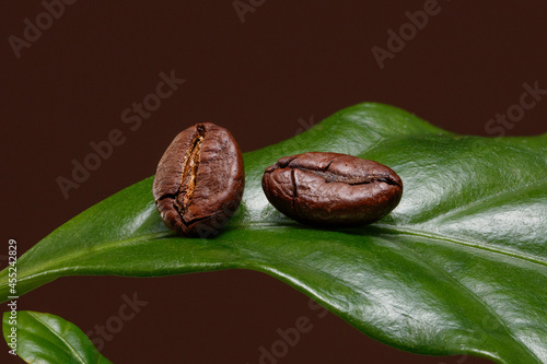 A leaf of a coffee tree with two coffee beans.  Coffee plant. Fresh coffee bean with coffee branch. Shallow depth of field.