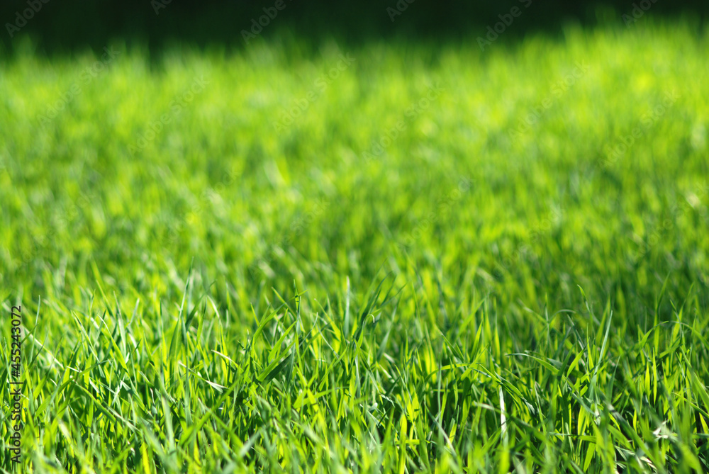 Green grass field Green grass field