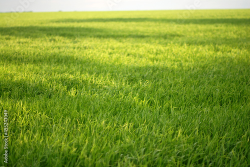 Fototapeta Naklejka Na Ścianę i Meble -  Green grass field