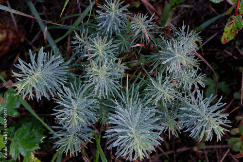 Dew drops and sunlight