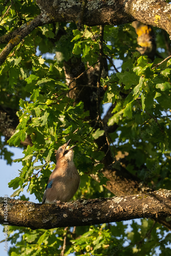 Ein Eichelhäher sammelt Eicheln im Herbst auf einer Eiche bei Sonnenaufgang Ein Eichelhäher sammelt Eicheln im Herbst auf einer Eiche bei Sonnenaufgang