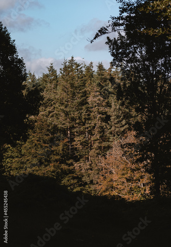 Orange autumn glow on a conifer forest