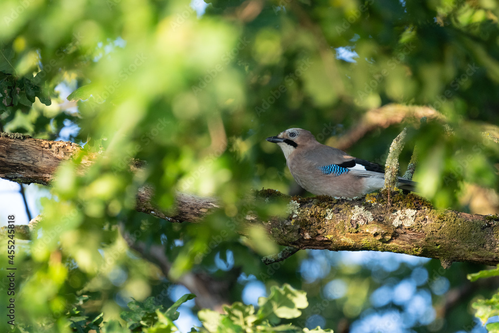 Obraz premium Ein Eichelhäher sitzt auf einen Ast in einer Eiche