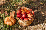 Big pumpkin near basket full of the apples in the autumn garden. Autumn holidays. Harvest. Thanksgiving, Halloween background.