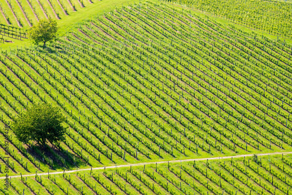 Fototapeta premium vineyard at the Austrian Slovenian border in Styria