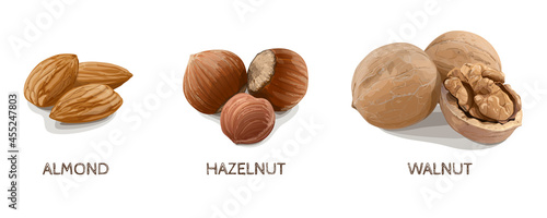 Almond, Hazelnut, Walnut on white background. Vector Illustration.
