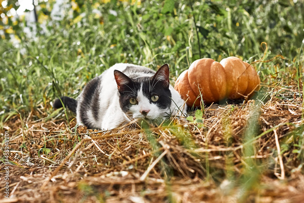 Funny cat near big pumpkin in the autumn garden. Autumn holidays. Harvest. Thanksgiving, Halloween background.