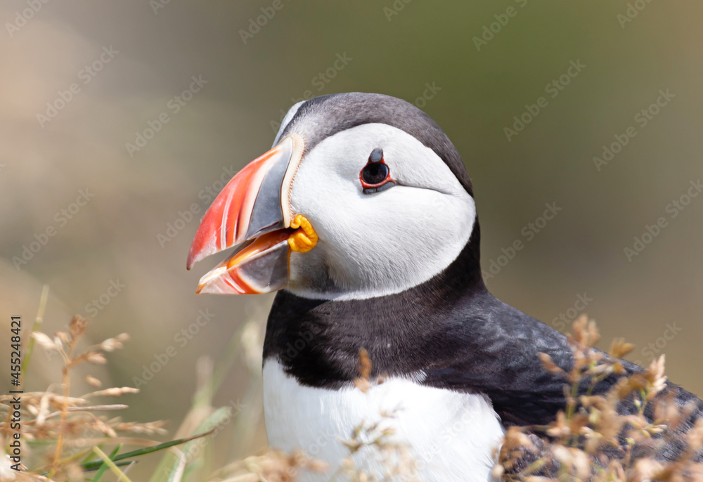 Naklejka premium The atlantic puffin lives on the ocean and comes for nesting and breeding to the shore. They are seen in big numbers on Iceland