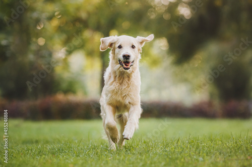 dog golden retriever running photo