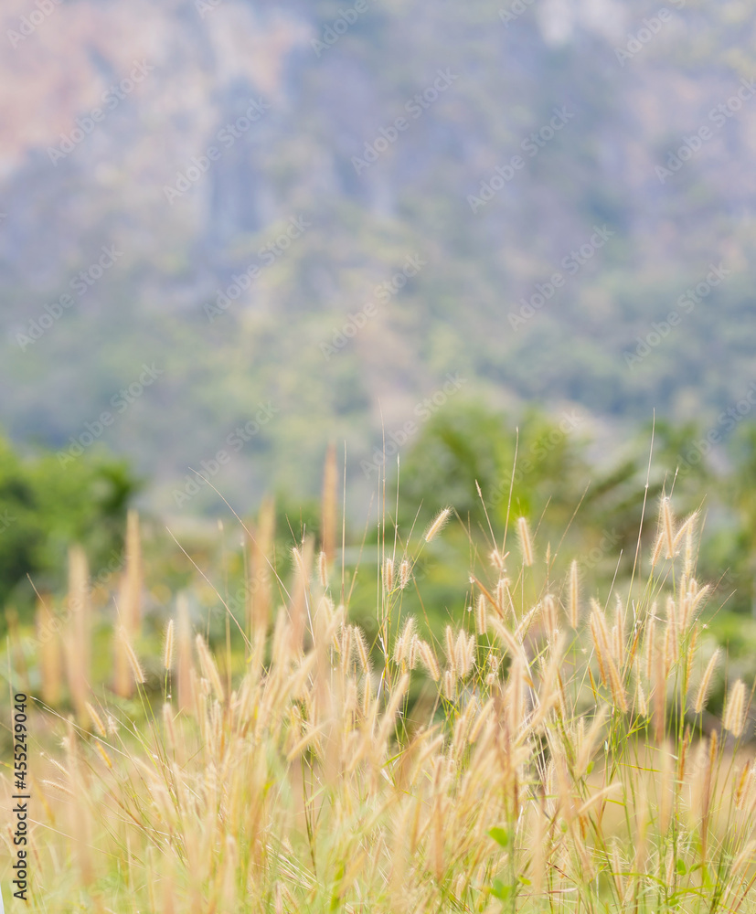 Long green golden bundles of field grass waving with the wind on a bright sunny day Long green golden bundles of field grass waving with the wind on a bright sunny day