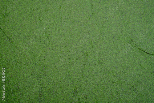 Grüner Pflanzenteppich aus Wasserlinse oder Entengrütze genannt photo