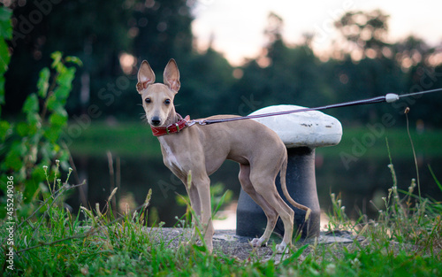 Italian Greyhound. Pet concept. Little puppy dog in nature. Happiness  joy  pet 
