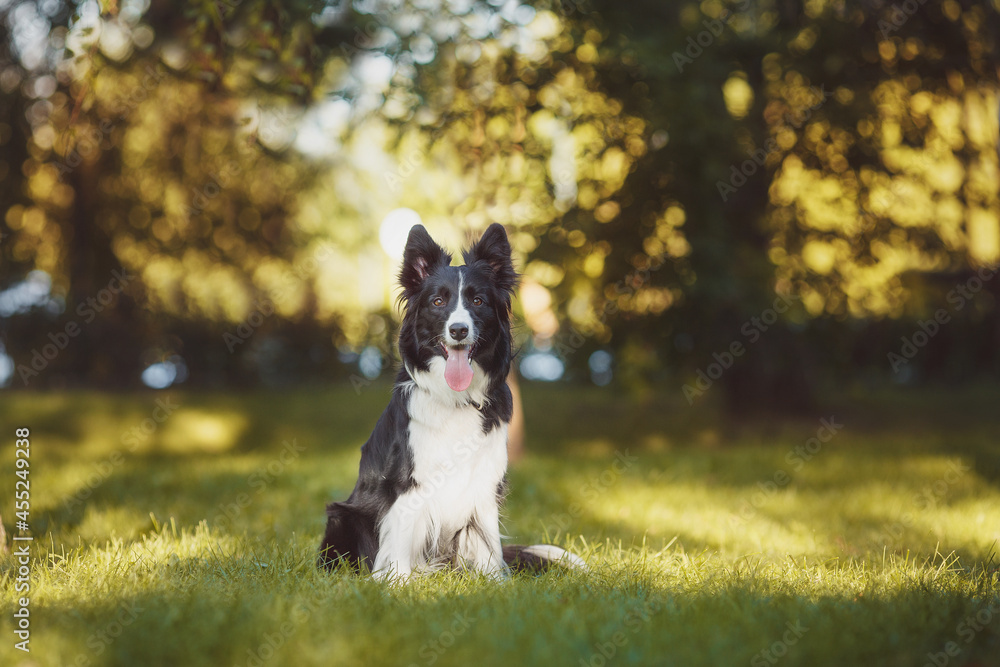 border collie black and white dog border collie black and white dog