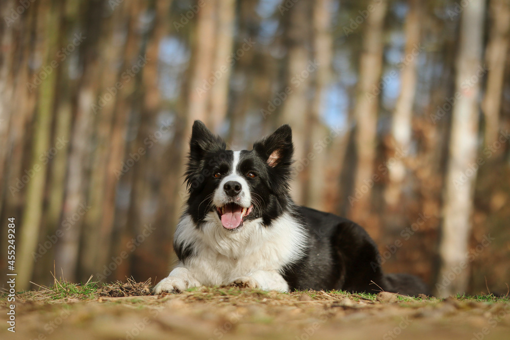 Adorable Border Collie Lies Down on Ground in Autumn Forest. Obedient Black and White Dog in Nature.