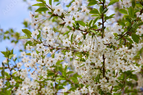 A close view of a cherry blossom.