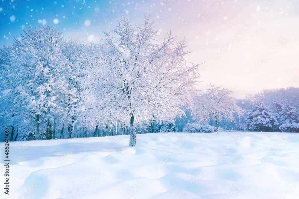 Beautiful winter landscape forest glade with snow-covered tree in hoarfrost. Untouched pure white snow in drifts, with an evening sky in turquoise and pink tones and falling snow flakes in nature. Beautiful winter landscape forest glade with snow-covered tree in hoarfrost. Untouched pure white snow in drifts, with an evening sky in turquoise and pink tones and falling snow flakes in nature.
