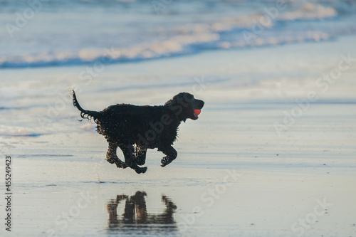 Fototapeta Naklejka Na Ścianę i Meble -  Dog with ball in its mouth jumping in the air, reflection on wet sand beach
