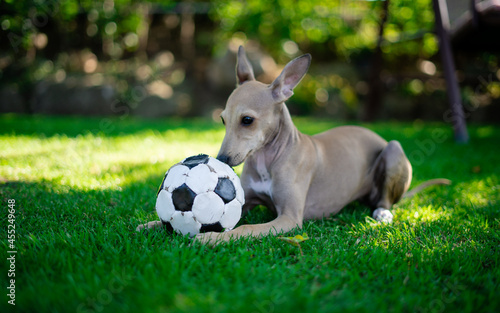 Fotografie Cute little Italian Greyhound playing football in garden
