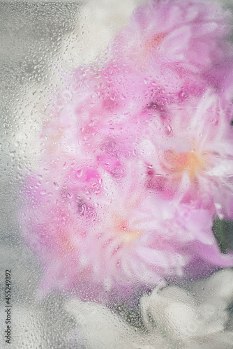 Delicate pink peonies flowers silhouette behind wet glass. Water drops on glass. Abstract floral background. Soft selective focus, art noise