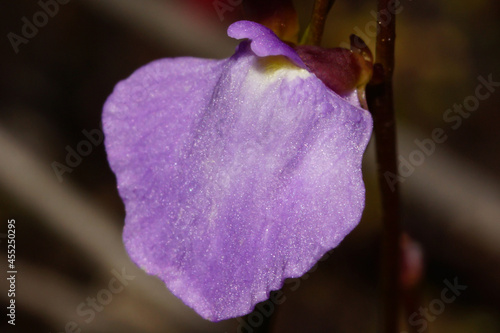 Flower of the small bladderwort (Utricularia lateriflora), Tasmania, Australia photo