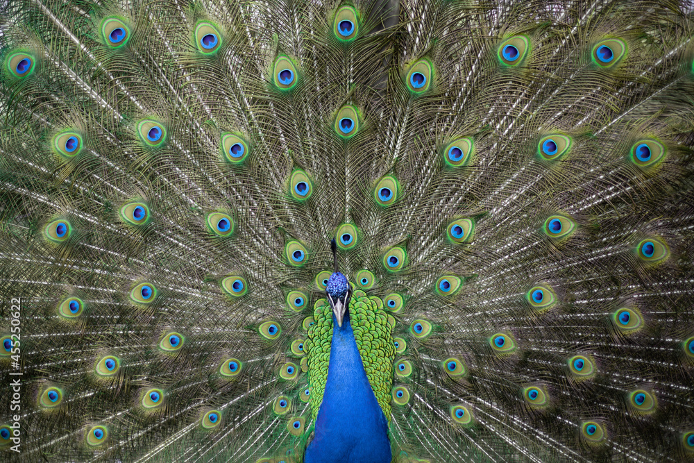 Obraz premium peacock with feathers