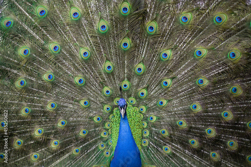 peacock with feathers