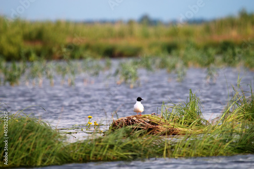 Little Gull near the nest photo