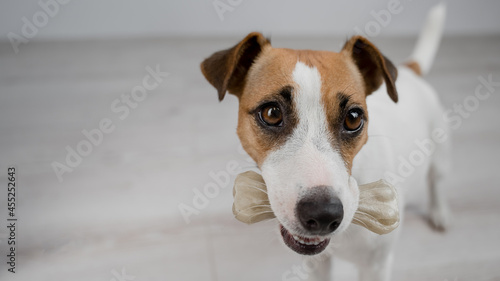 The dog holds a bone in its mouth. Jack russell terrier eating rawhide treat.
