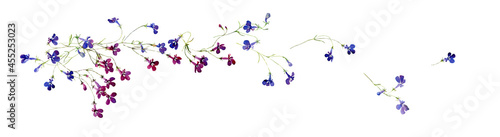 Watercolor composition of flying away lobelia flowers photo