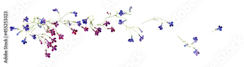 Watercolor composition of flying away lobelia flowers