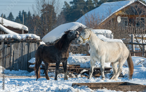 There are two horses in the yard of the house, one white, the other black