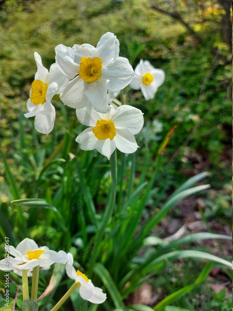 Narzissen sind die Frühlingsboten und wachsen aus Zwiebeln. Narzissen sind die Frühlingsboten und wachsen aus Zwiebeln.