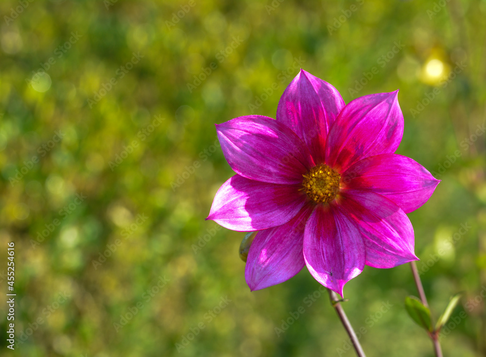 Obraz premium Dahlia