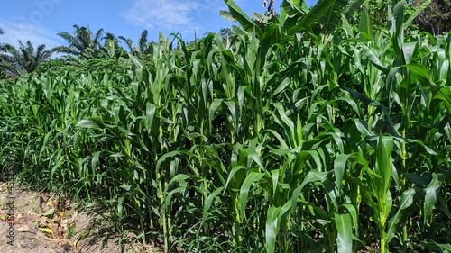 Fresh corn field on farm on blue sky background