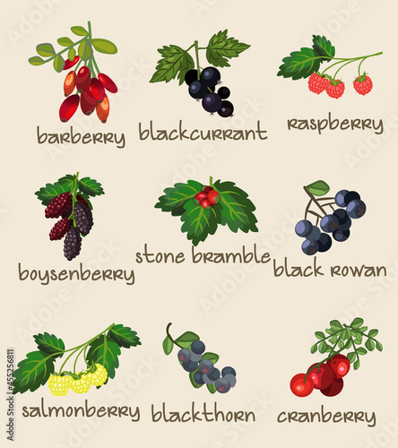 9 Different Botanical Edible Berries, Berry, Fruits. Fully Layered and Grouped. Shape and Color Editable Vector Illustration