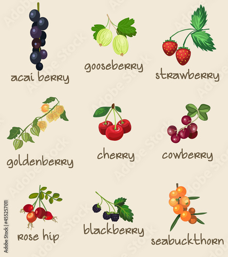 9 Different Botanical Edible Berries, Berry, Fruits. Fully Layered and Grouped. Shape and Color Editable Vector Illustration