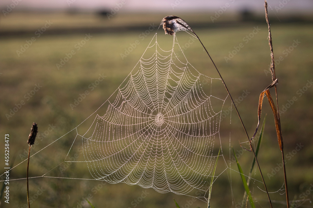 Close up of a cobweb covered in dew in a field