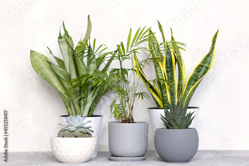 House plants in different pots on the background of a gray concrete wall  sansevieria  succulents  hamedorea or Areca palm. Houseplants care concept.