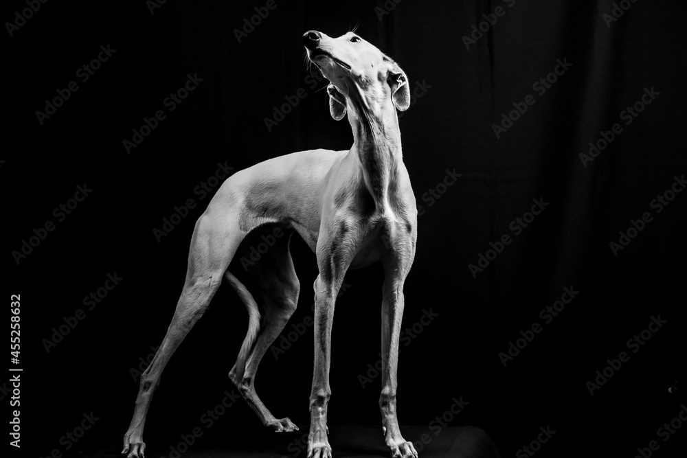 Alba the greyhound